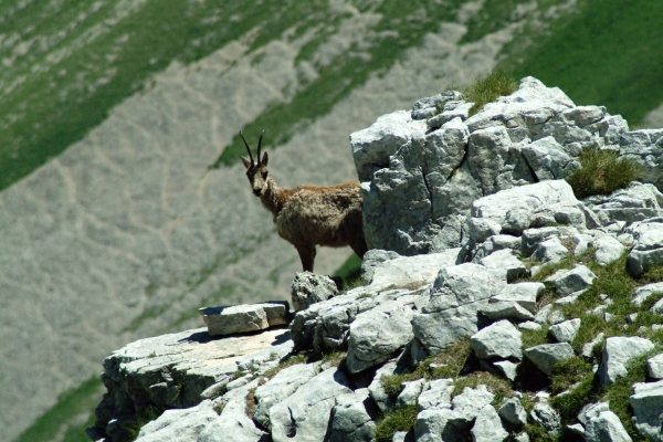 Camoscio d''Abruzzo Rupicapra pyrenaica ornata